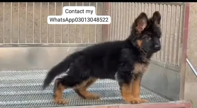 Pure German Shepherd breed for sale WhatsApp mi