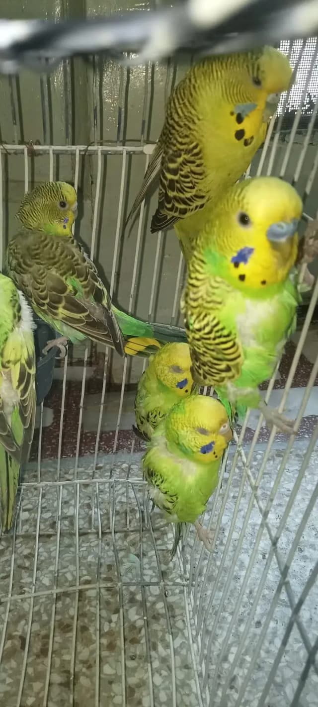 Australian parrots