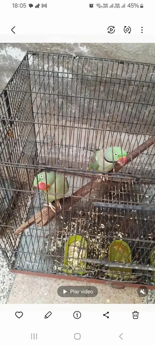Raw Parrot-Breeding Pair for Sale