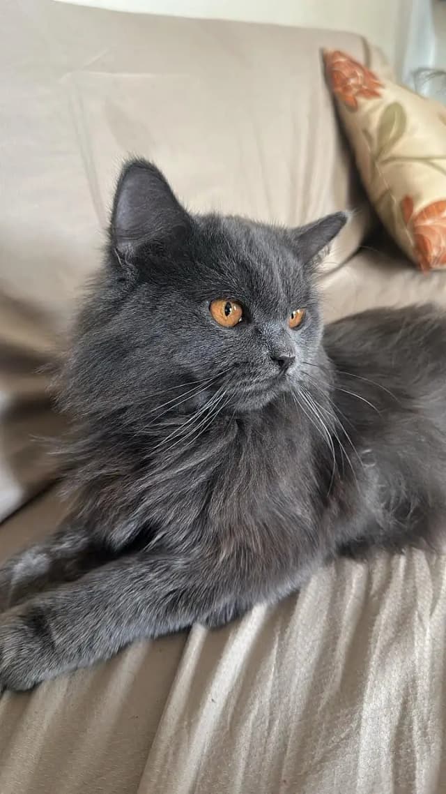 Fluffy Male Persian Cat looking for new home