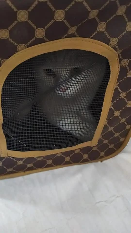 CAT ACCESSORIES