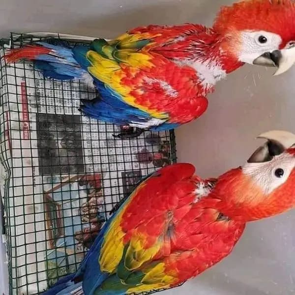 Red Macaw  parrot for sale 6/ month age