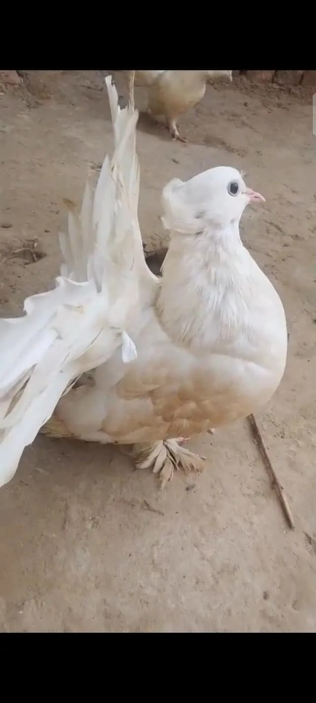 Mashallah bahut pyari female hai American fertile