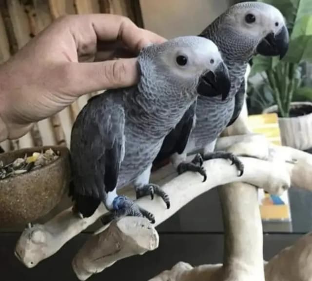 African Grey parrot for sale O3O9-31O-56-O2 my WhatsApp number