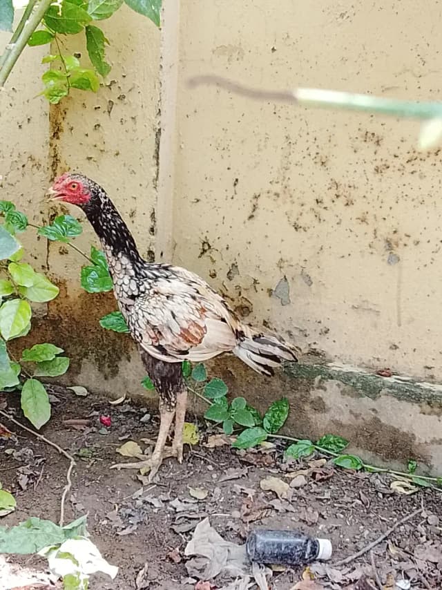 aseel hen for sale