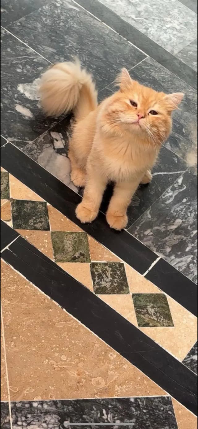 Cute & Fluffy Persian Cat for Sale