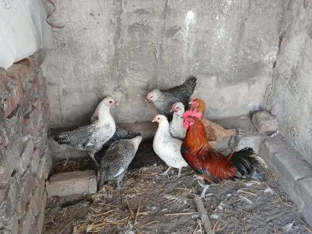feomi egyption or desi murgya or ek murga for sale