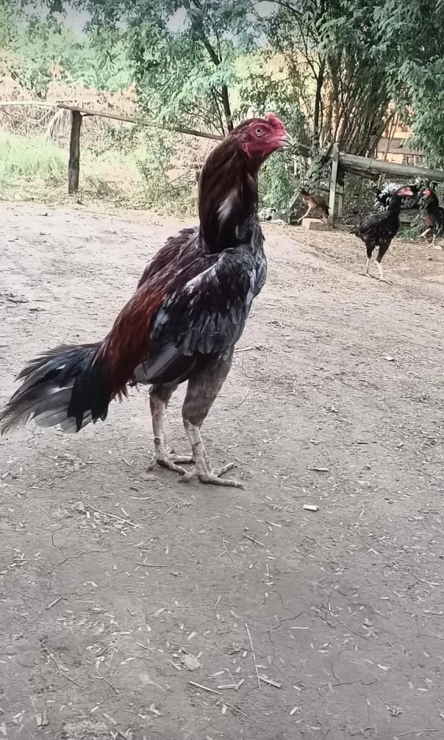 Breeder Male for Sale