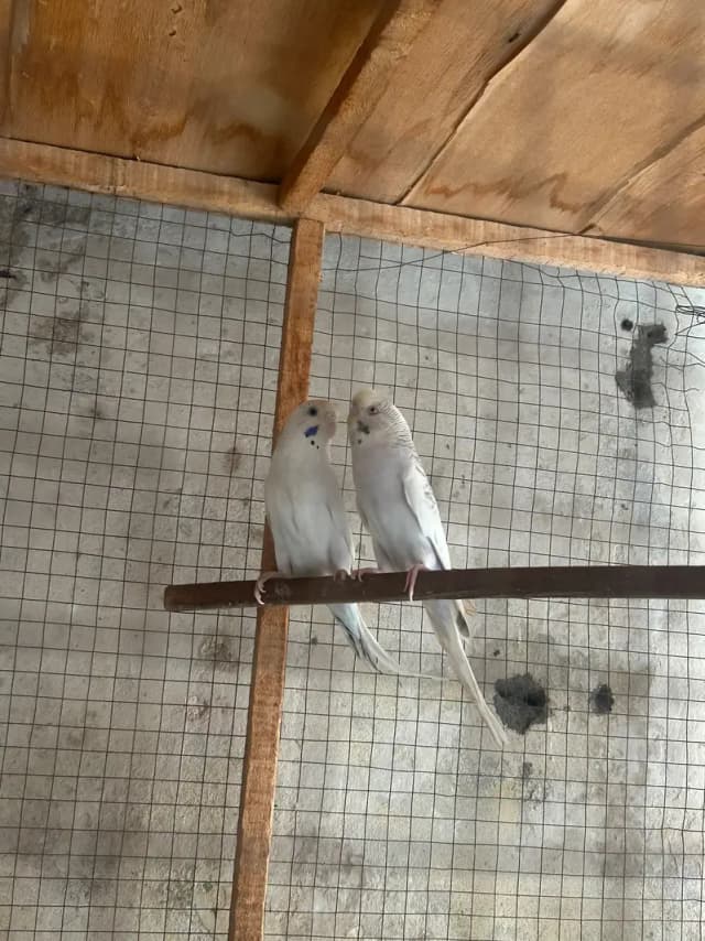 Australian budgies breeder pair for sale