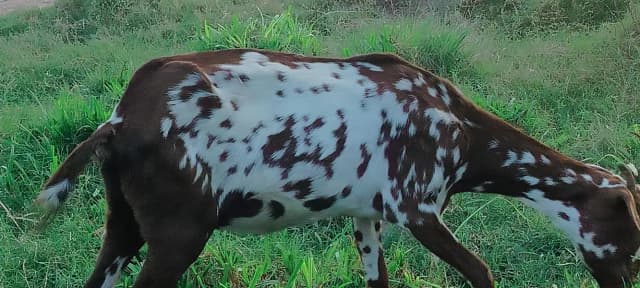 rare goat نایاب بکری