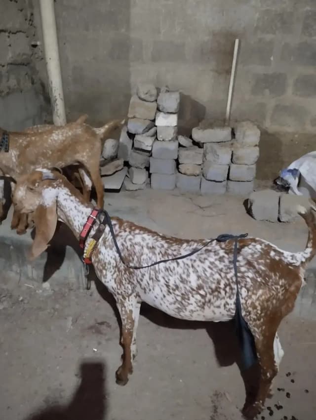 مکھی چینی  مکھی چینی بکری بمعہ دو بچے برائے فروخت