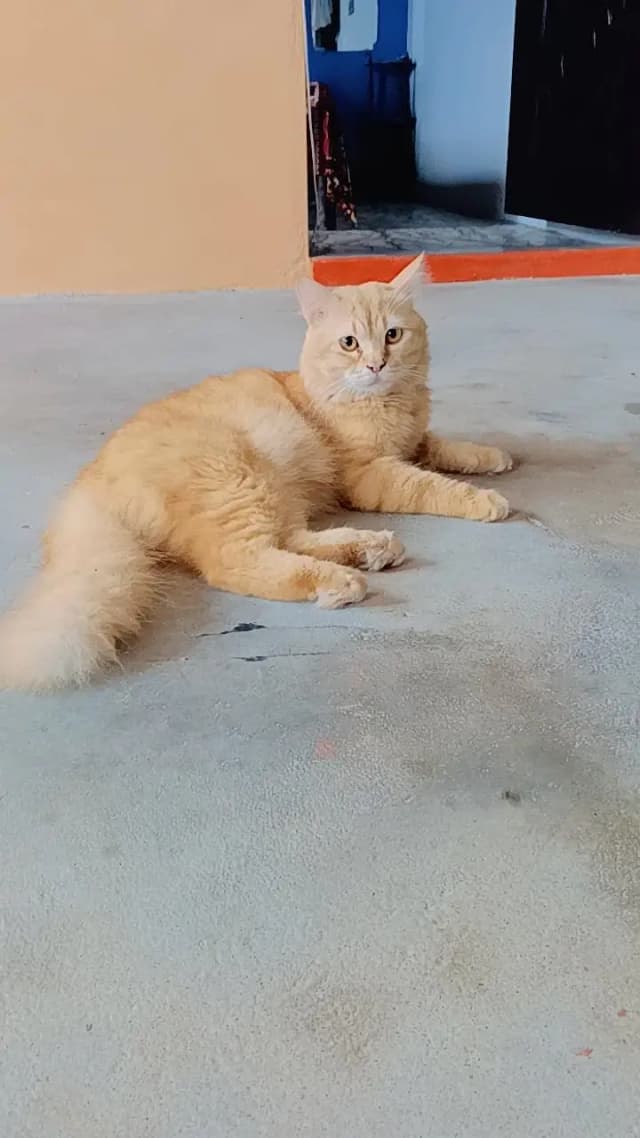 PERSIAN PAIR FOR SALE