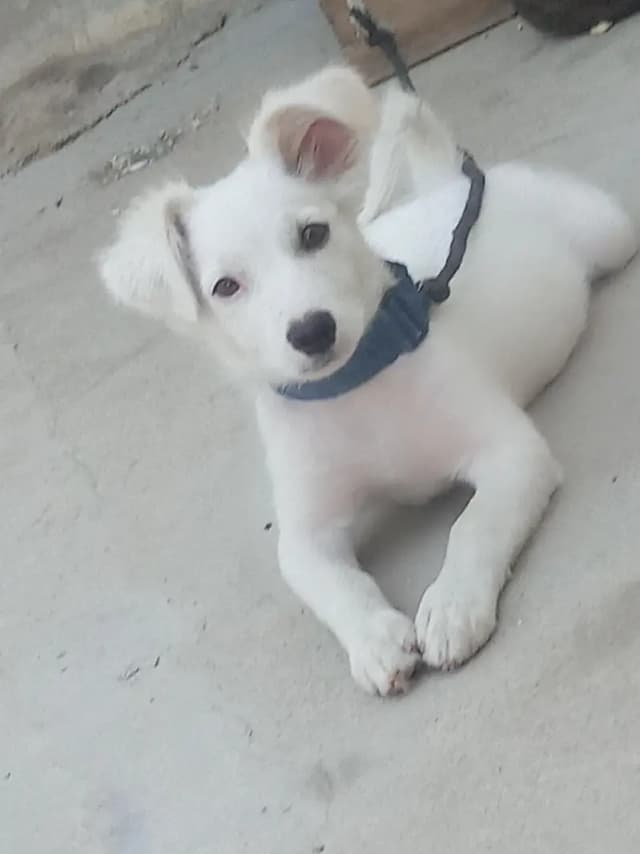 russain dog