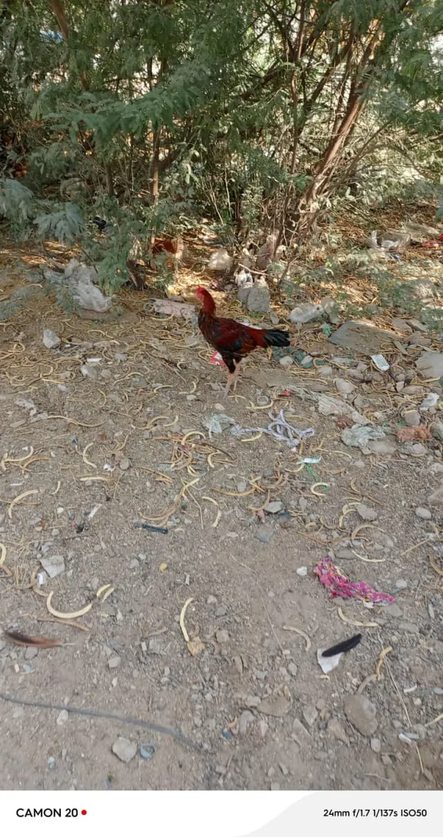 asil murga