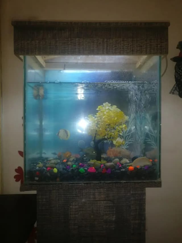 Beautiful Aquarium Home Kept.