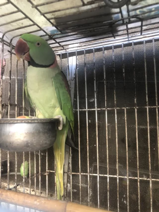 Parrot