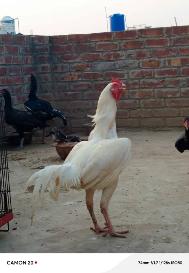 Paper white Hera Aseel pair for sale 100% garanti