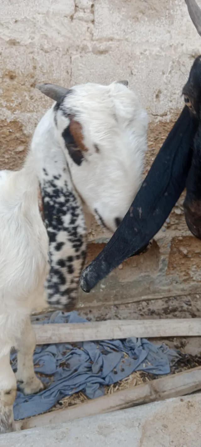 Beetal cross bakri for sale