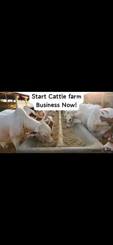 Cattle Farm goat farm dairy farm
