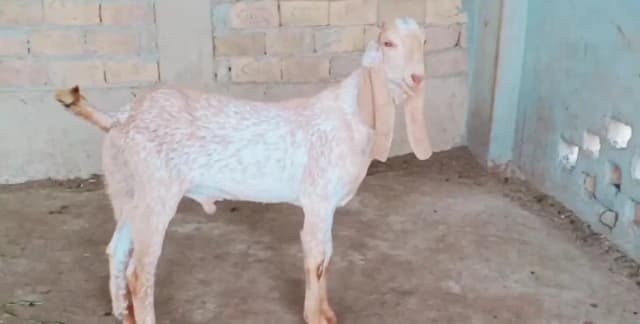 Bakra for sale call_03230718297