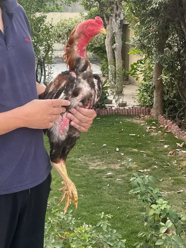 Turkish × Thai Aseel Rooster for Sale