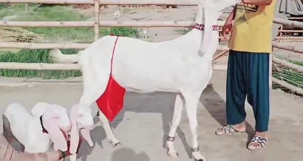 2 Bacchon ka Sath Rajanpuri Bakri For Sale | 03266929294
