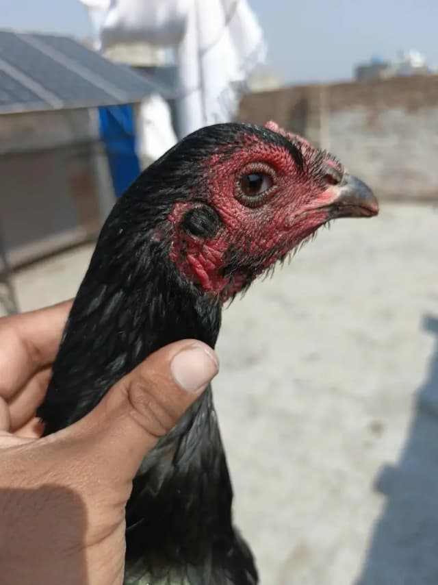5 Thai aseel females for sale