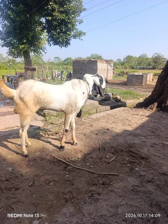 Pka Kheera Beetal Bakra