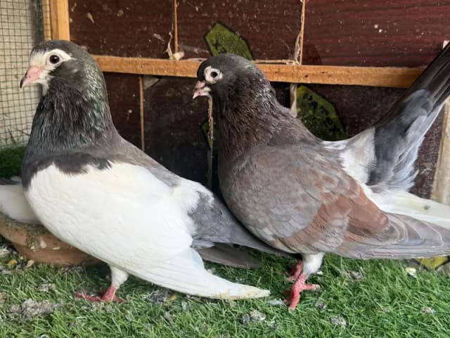 Khaal lal band chap with chick pair