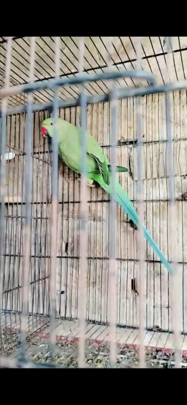 Jamboo size female ringneck