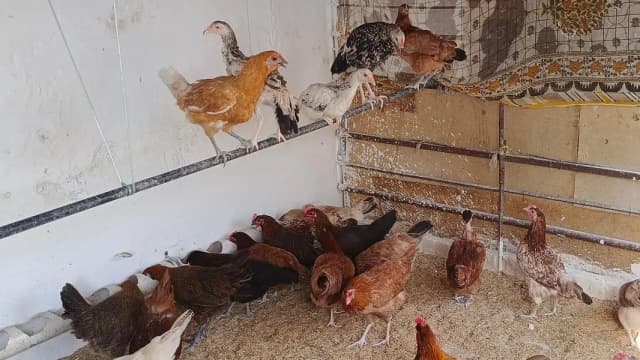 golden misri hens ghr ki paali hui eggs deny walali haiin