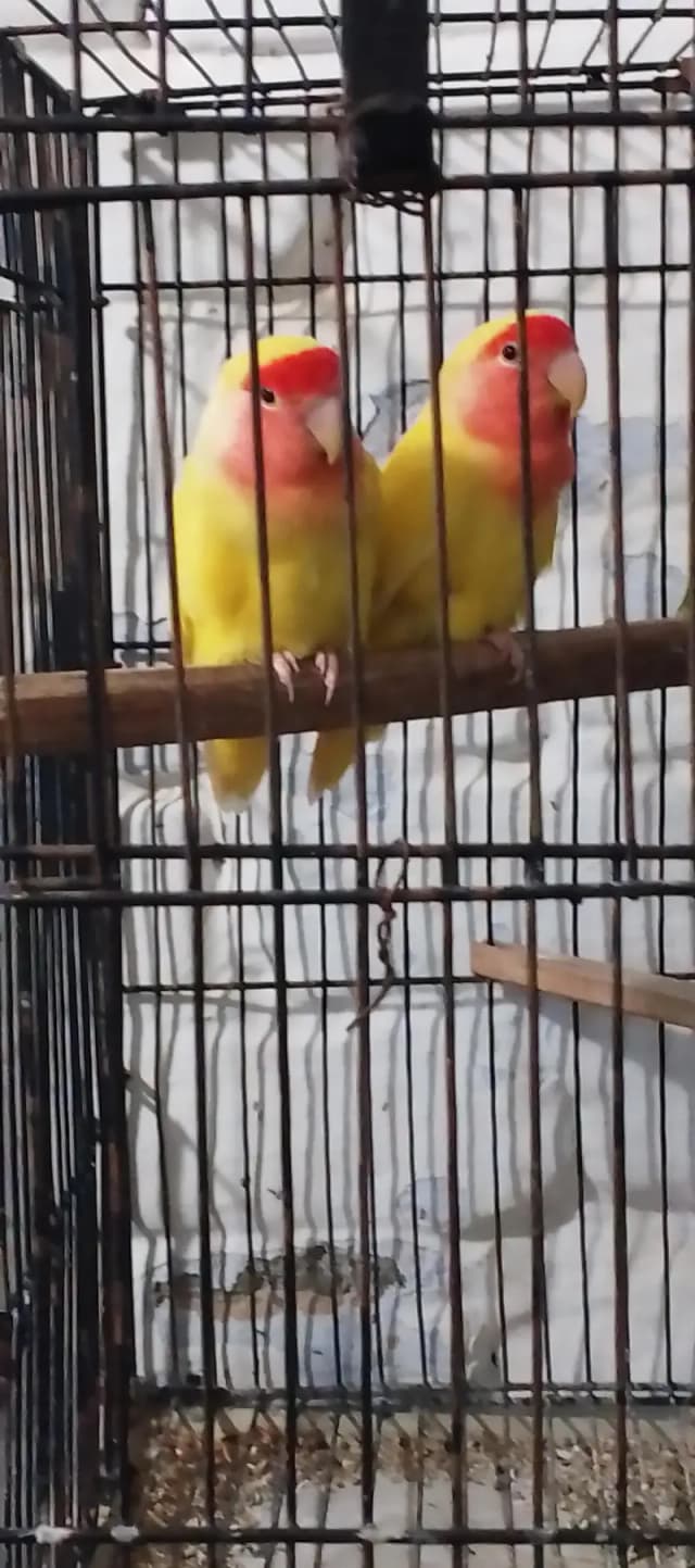 love birds in yellow color. near wah only Latino pair for 2000 PKR