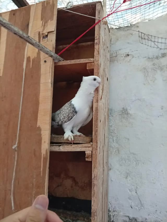 3 breeder pair with bachhe