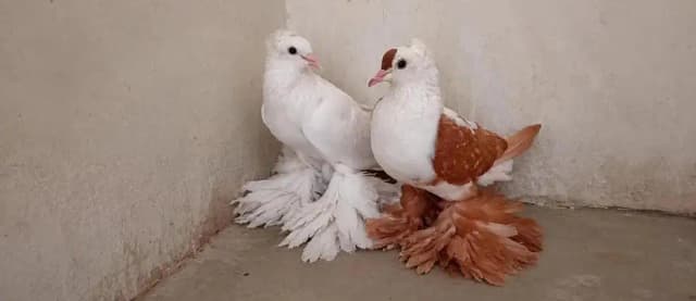 pegion for sale