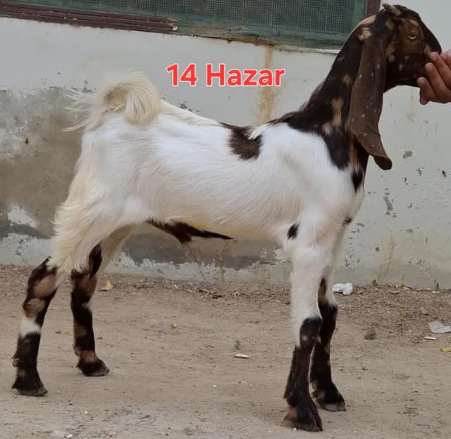 9 goats for sell 2 to 5 months goat kids