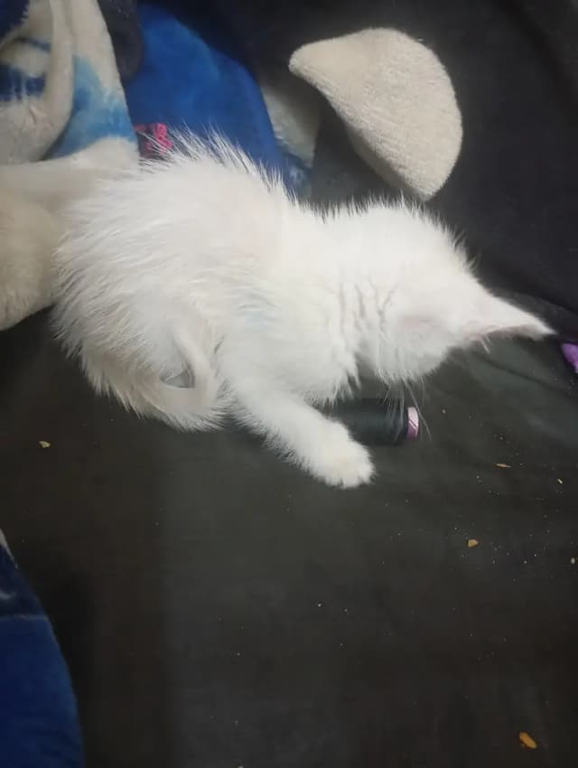 White Persian cat with gray eyes