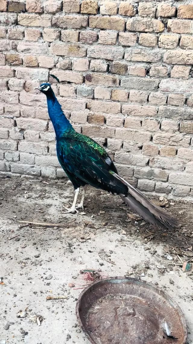 peacock mor 0313//72//53//288
