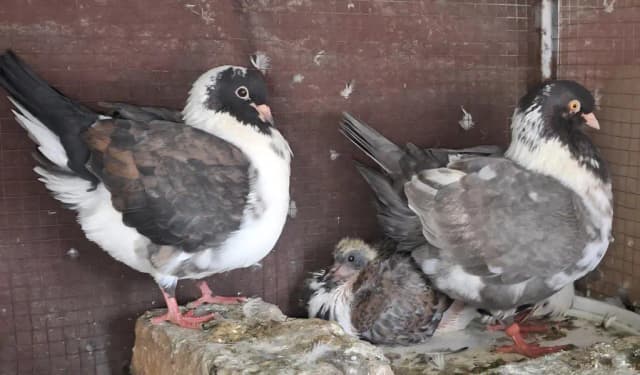 Ghazi Modena Chicks, Black Danish Chicks, Ghazi Modena Breeder male