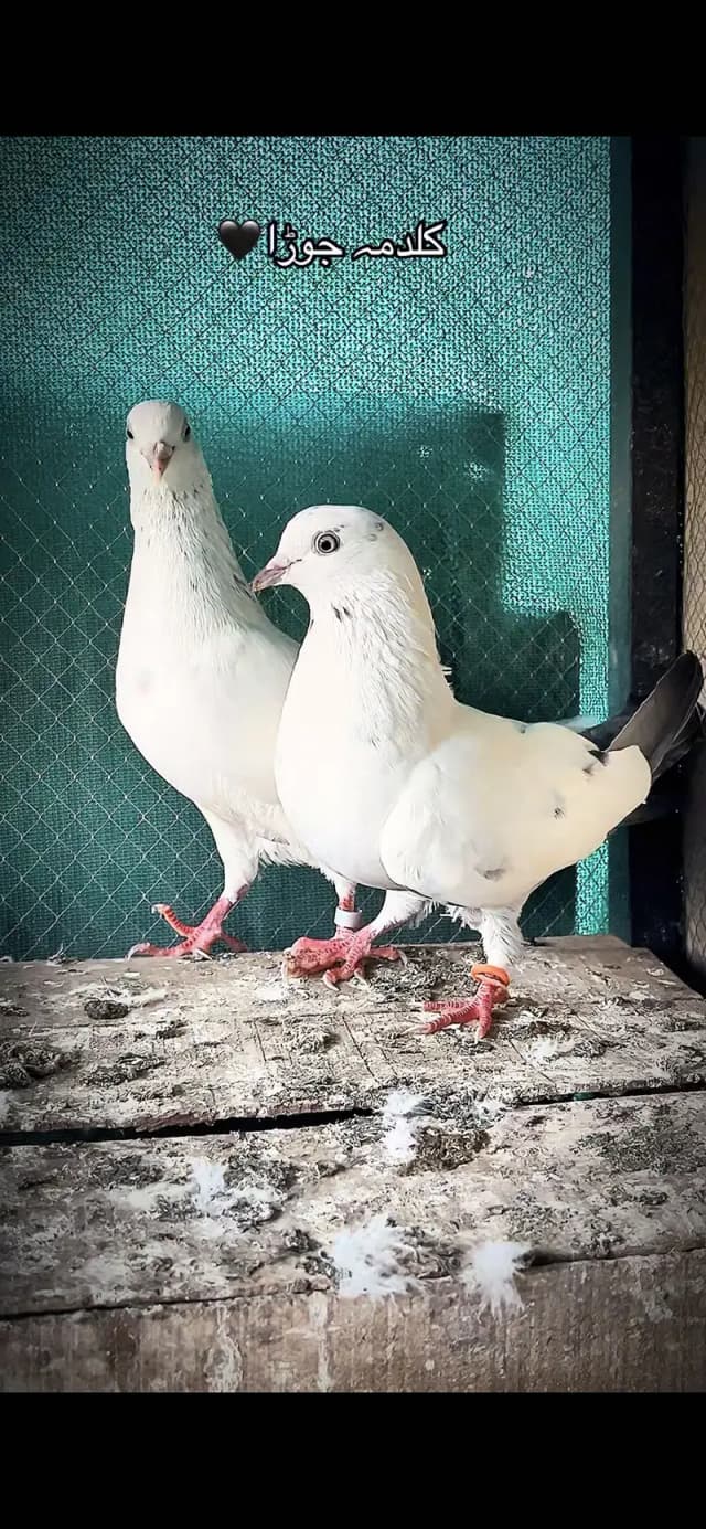 Waheshi kalduma pair for sale