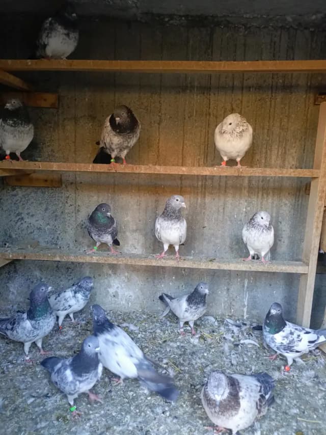 11 Breeder pairs for Sale