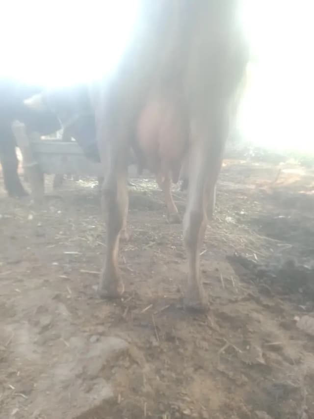 cows,