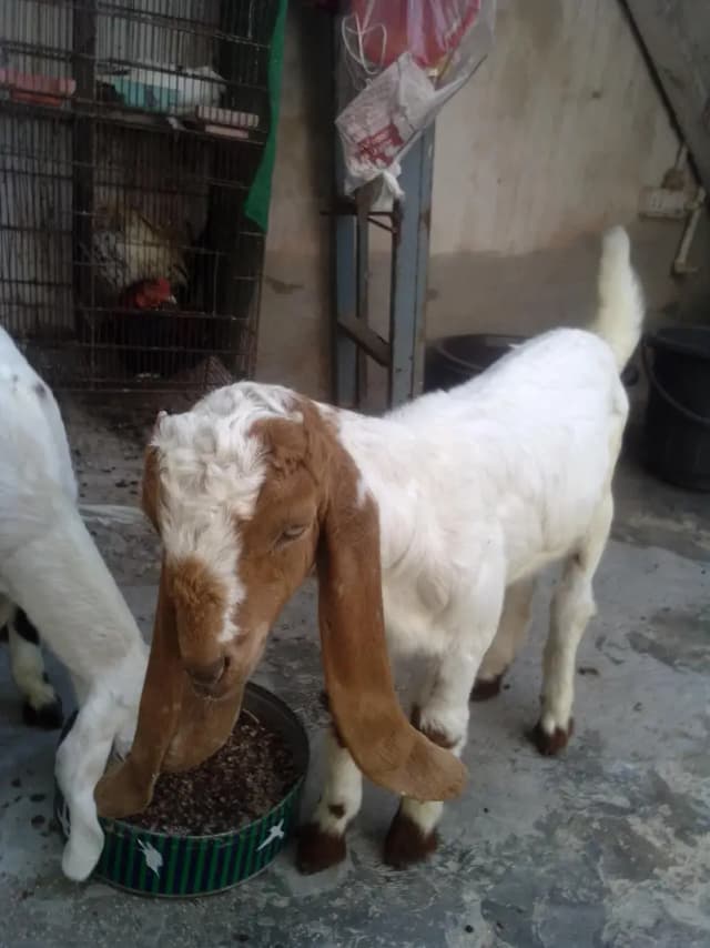 goat kids for sale 03422956864