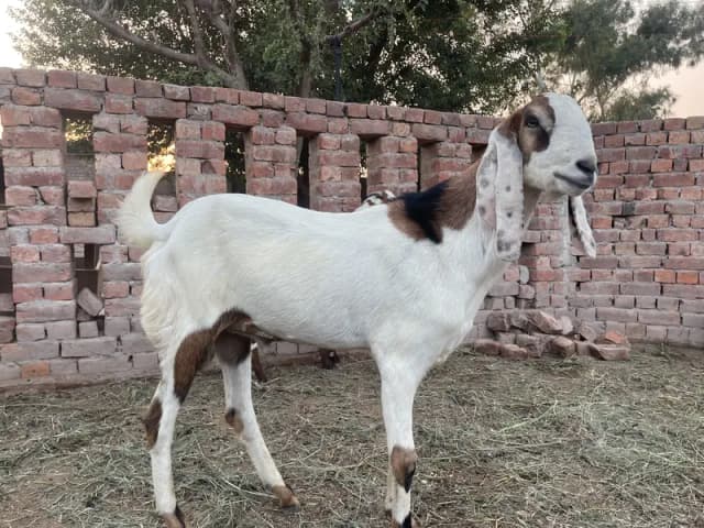 3 beautiful desi big size bakreh