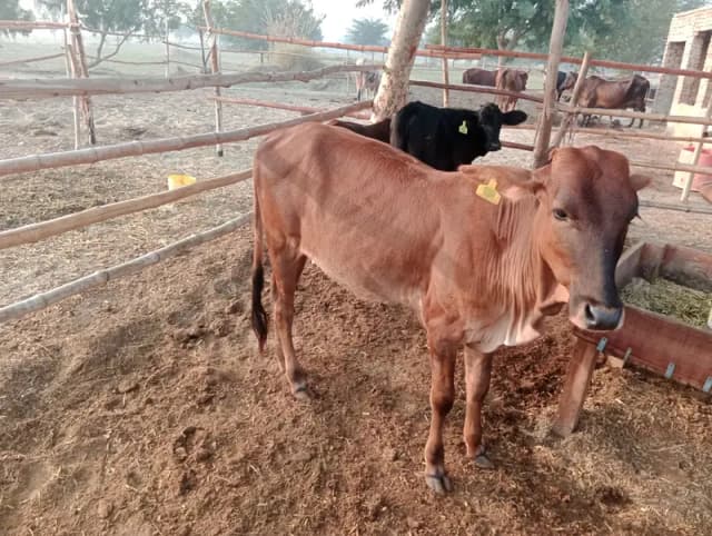 sahiwal full healthy active vaccinated bachri bachra
