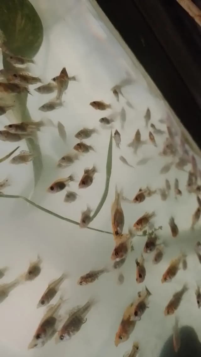 Moly fish