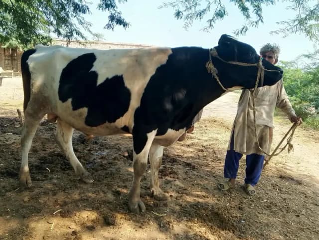 bull for sale: Friesian cross breeder bull