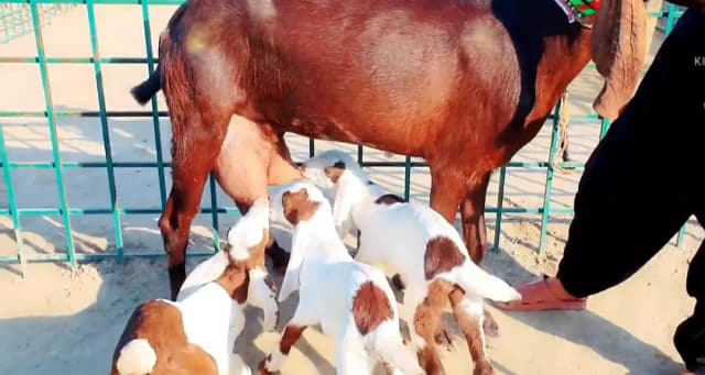 Desi Bakri Our 3 Bacchon Ka Sath Urgent. O3O6655O324
