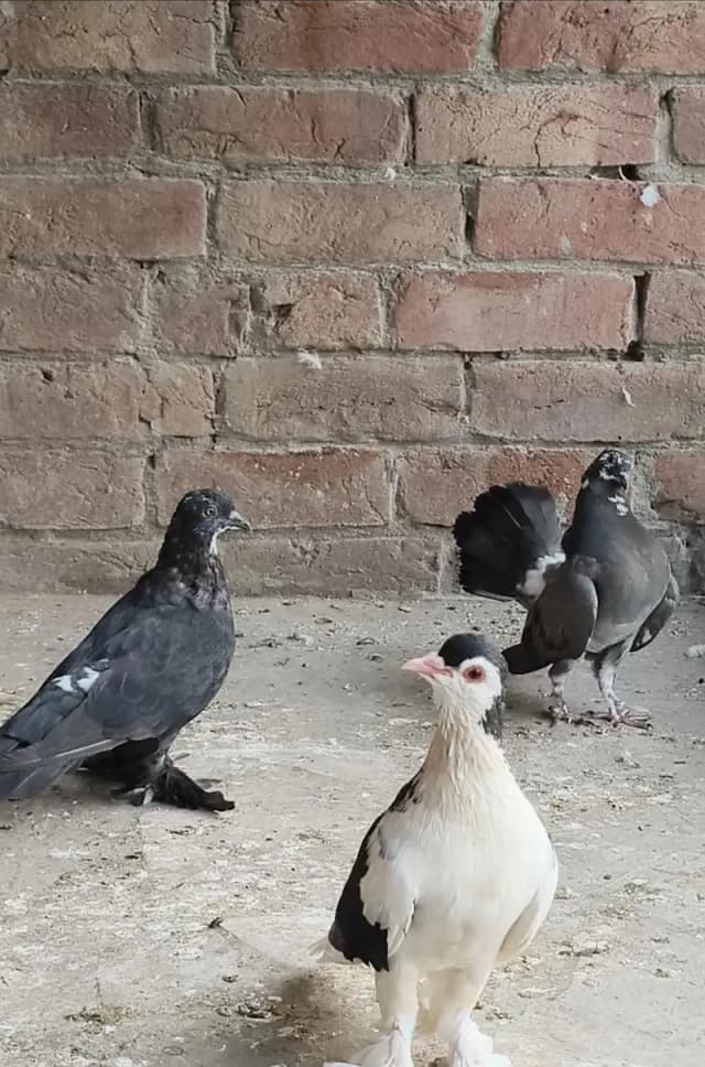 Breeder Pair for sale