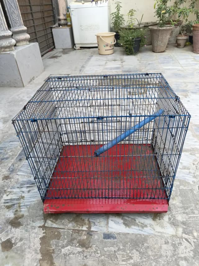 Birds Cage