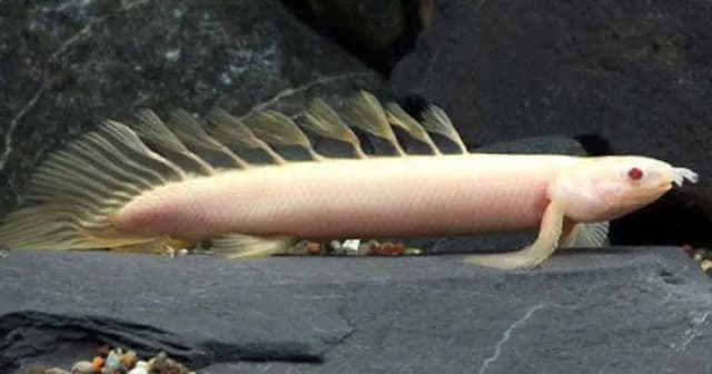 Bichir Fish